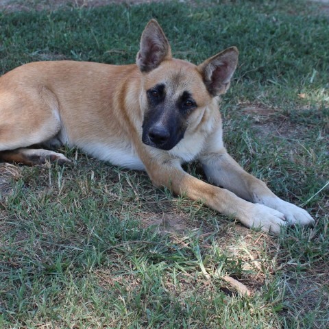 Sarge, an adoptable German Shepherd Dog in Duluth, MN, 55803 | Photo Image 5