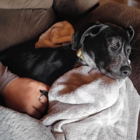 Poppy (FKA Toffee), an adoptable German Shorthaired Pointer in Duluth, MN, 55803 | Photo Image 5