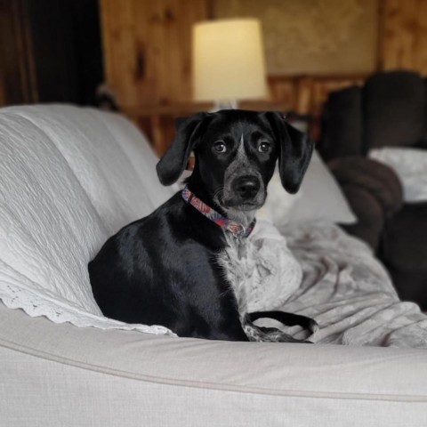 Poppy (FKA Toffee), an adoptable German Shorthaired Pointer in Brainerd, MN, 56401 | Photo Image 6