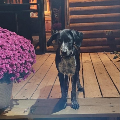 Poppy (FKA Toffee), an adoptable German Shorthaired Pointer in Duluth, MN, 55803 | Photo Image 6