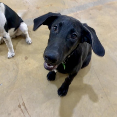 Danker, an adoptable Black Labrador Retriever, Hound in Brainerd, MN, 56401 | Photo Image 4