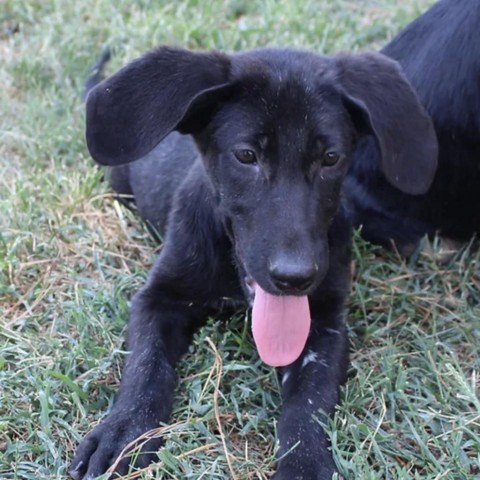 Danker, an adoptable Black Labrador Retriever, Hound in Brainerd, MN, 56401 | Photo Image 4