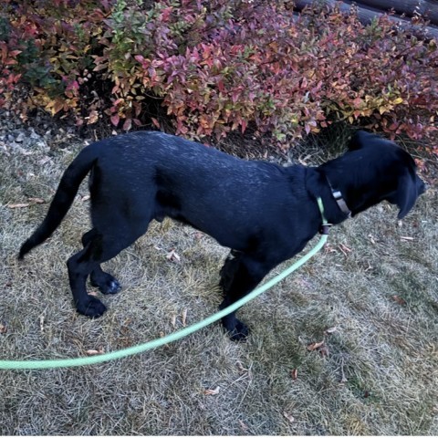 Danker, an adoptable Black Labrador Retriever, Hound in Brainerd, MN, 56401 | Photo Image 5