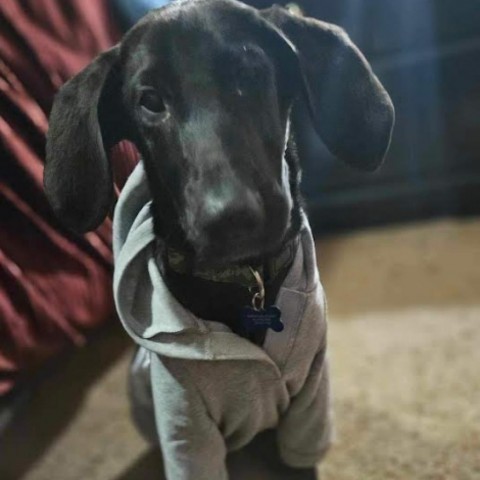 Danker, an adoptable Black Labrador Retriever, Hound in Brainerd, MN, 56401 | Photo Image 5