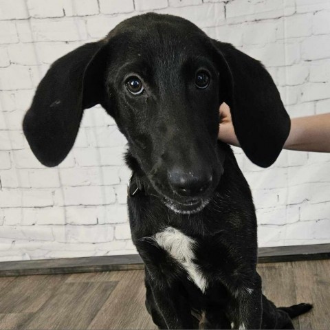 Danker, an adoptable Black Labrador Retriever, Hound in Brainerd, MN, 56401 | Photo Image 6