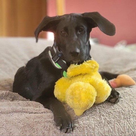 Danker, an adoptable Black Labrador Retriever, Hound in Brainerd, MN, 56401 | Photo Image 7