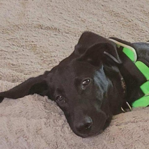 Danker, an adoptable Black Labrador Retriever, Hound in Brainerd, MN, 56401 | Photo Image 7