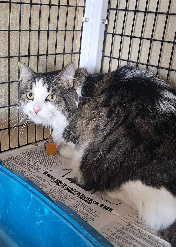 Baby, an adoptable Domestic Long Hair in Green River, WY, 82935 | Photo Image 1