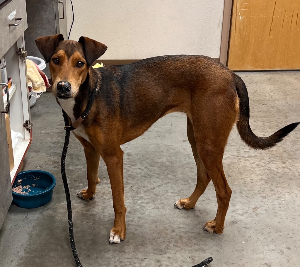 Hailey, an adoptable Doberman Pinscher in El Paso, TX, 79906 | Photo Image 1