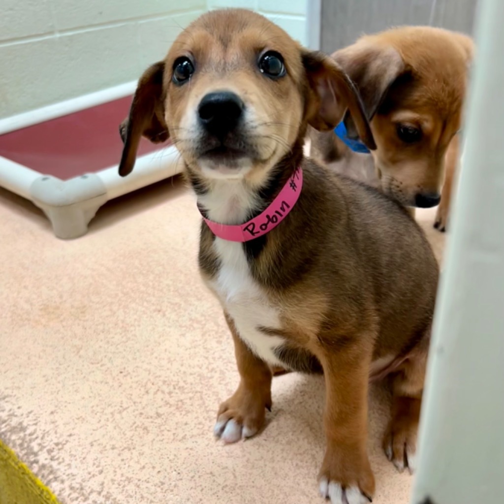 Hailey, an adoptable Doberman Pinscher in El Paso, TX, 79906 | Photo Image 2