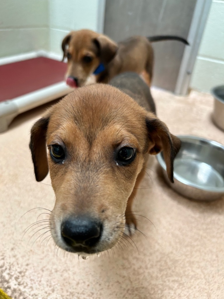 Hailey, an adoptable Doberman Pinscher in El Paso, TX, 79906 | Photo Image 3