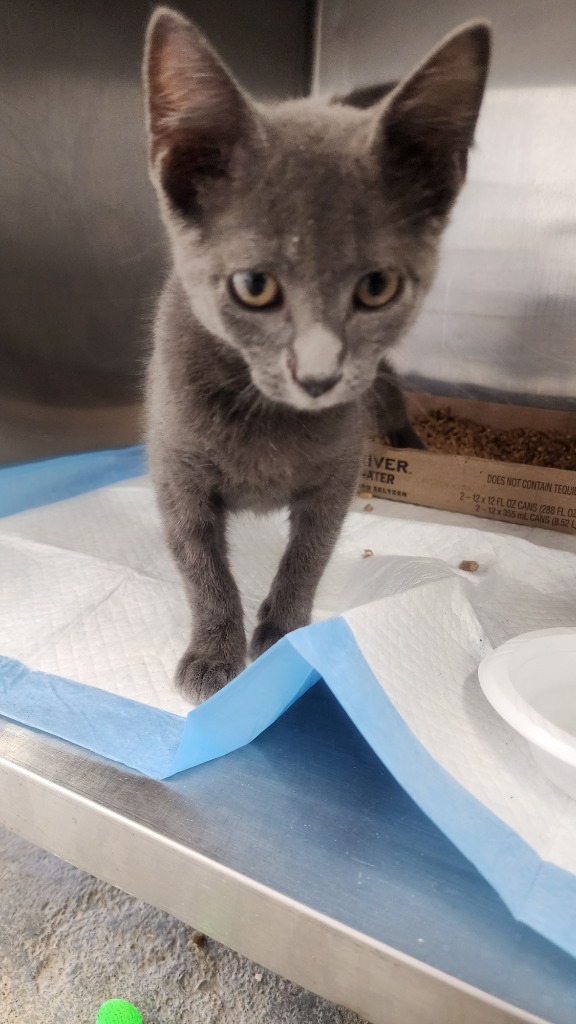 Nico, an adoptable Domestic Short Hair in Brownwood, TX, 76801 | Photo Image 1