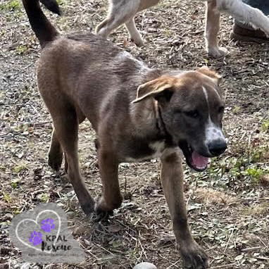 Bear - Eagleson Litter, an adoptable Mixed Breed in Kenai, AK, 99611 | Photo Image 3