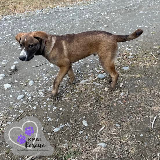 Bear - Eagleson Litter, an adoptable Mixed Breed in Kenai, AK, 99611 | Photo Image 4