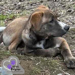 Bear - Eagleson Litter, an adoptable Mixed Breed in Kenai, AK, 99611 | Photo Image 5