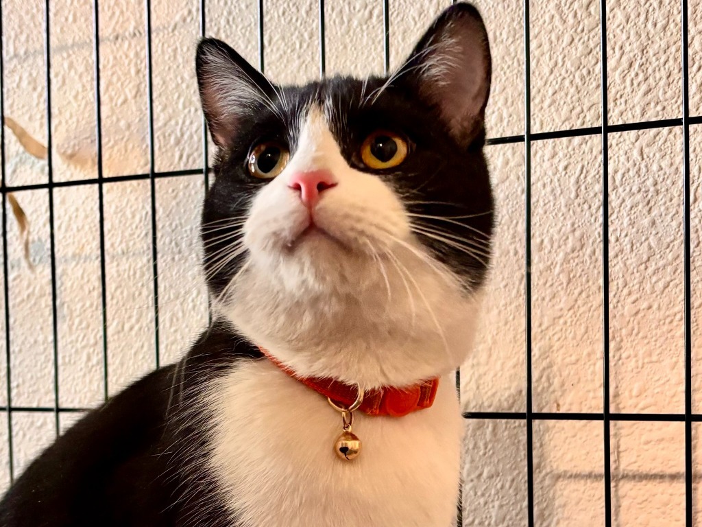 Dillon, an adoptable Domestic Short Hair in Thompson Falls, MT, 59873 | Photo Image 1