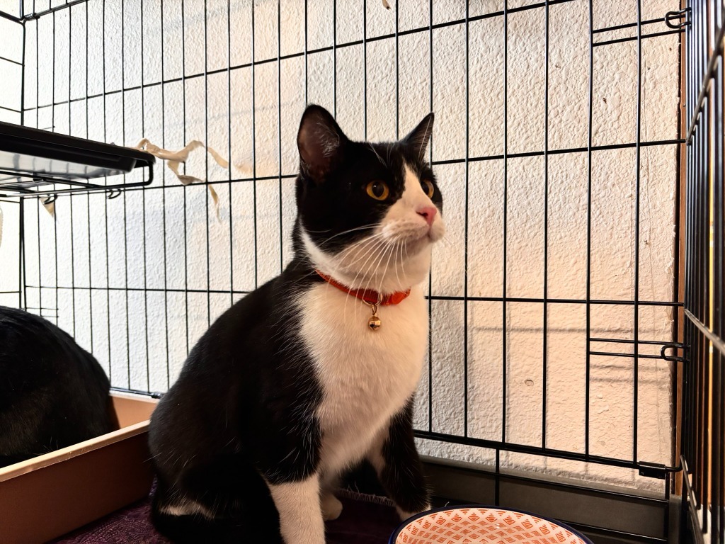 Dillon, an adoptable Domestic Short Hair in Thompson Falls, MT, 59873 | Photo Image 3