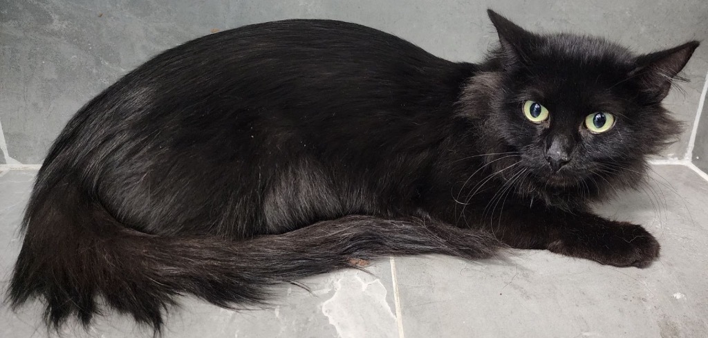 Villette, an adoptable Domestic Medium Hair in Fort Lupton, CO, 80621 | Photo Image 1