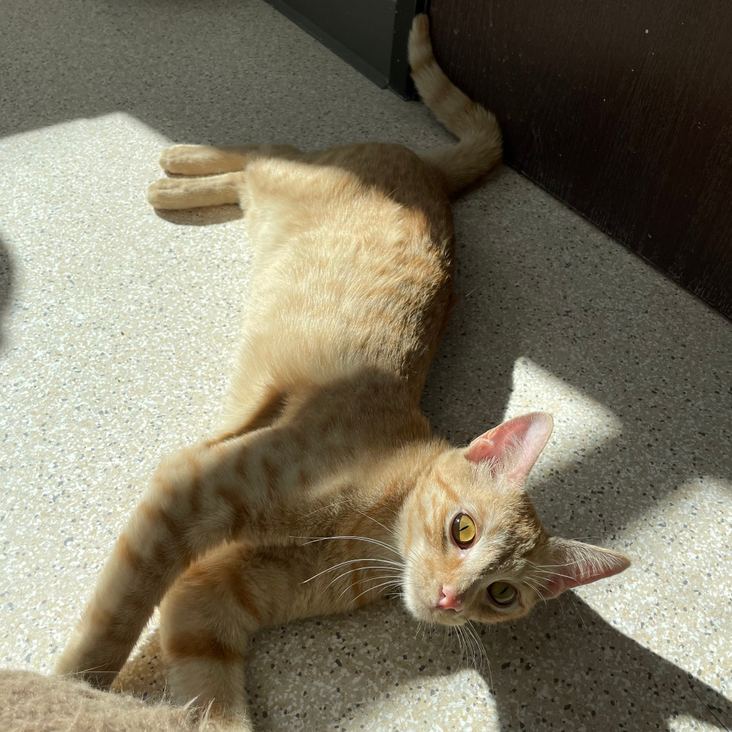 Ricotta Cheese, an adoptable Domestic Short Hair in St. Helena, CA, 94574 | Photo Image 1