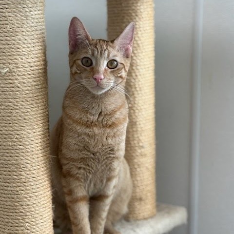 Ricotta Cheese, an adoptable Domestic Short Hair in St. Helena, CA, 94574 | Photo Image 2