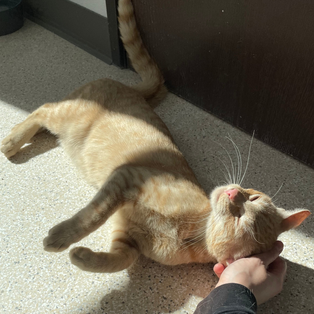 Ricotta Cheese, an adoptable Domestic Short Hair in St. Helena, CA, 94574 | Photo Image 3