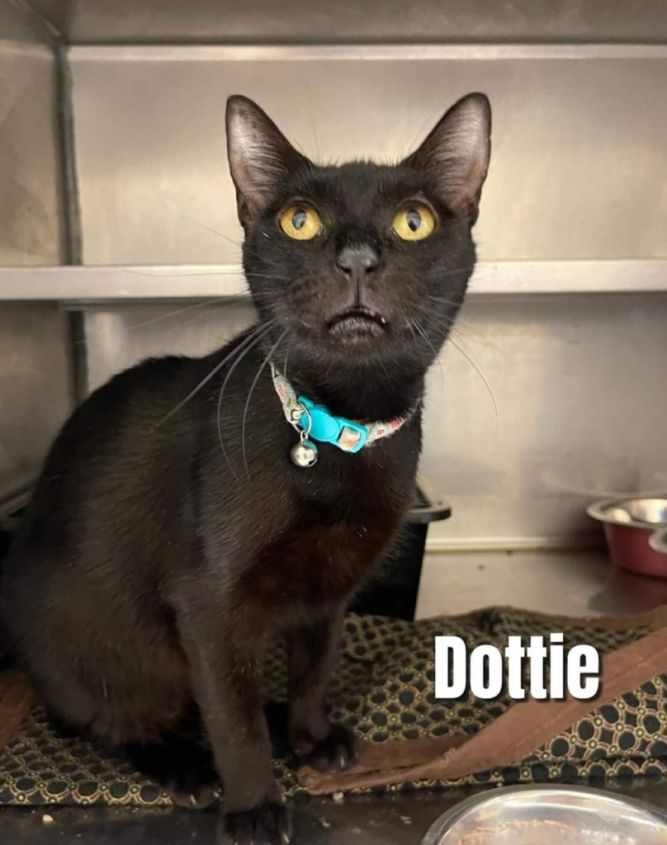 Dottie