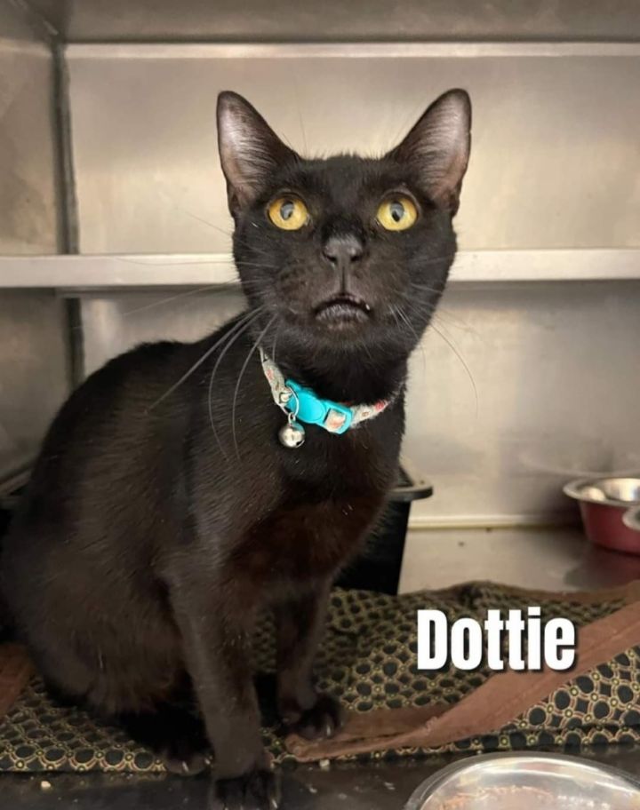 Dottie 1