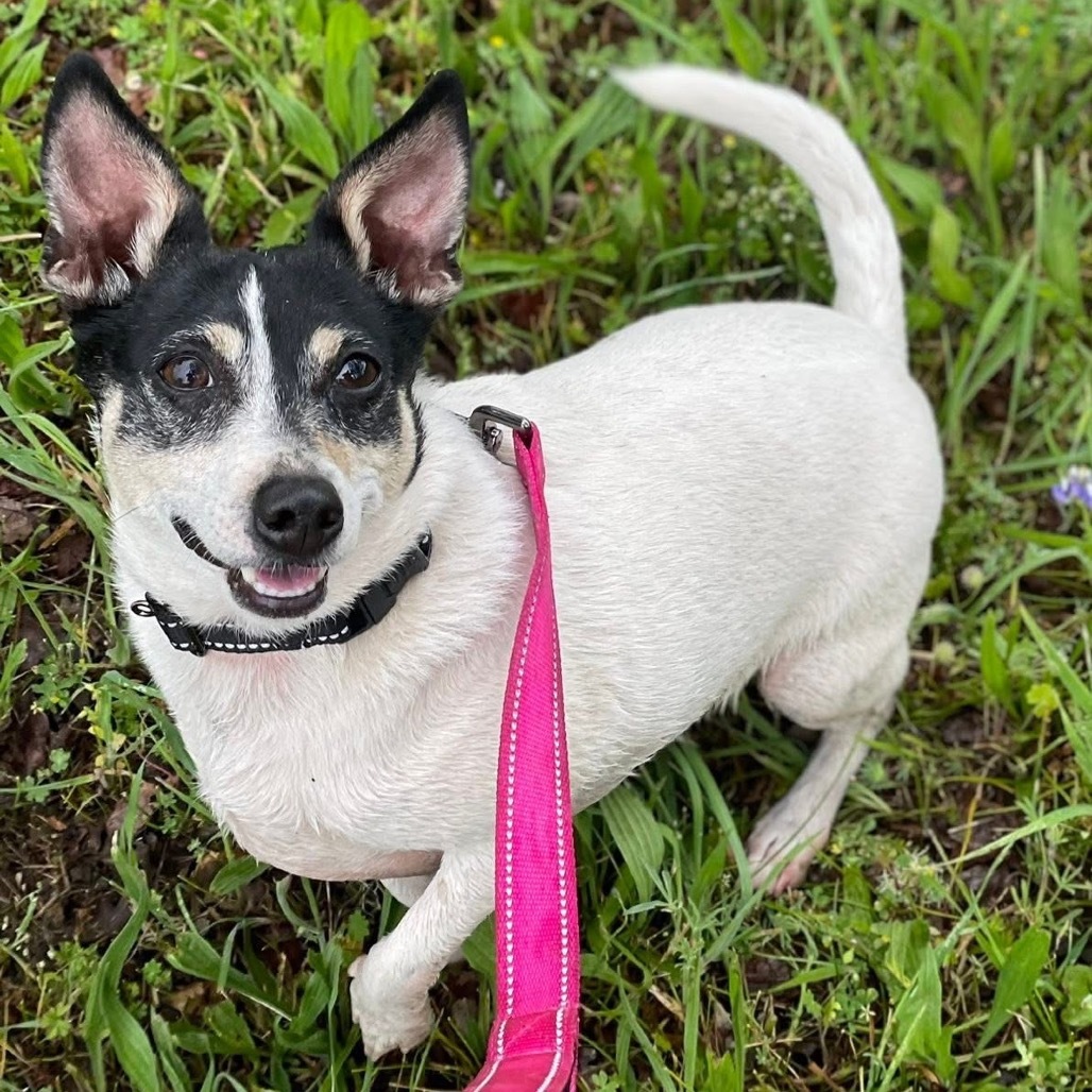 Wrangler, an adoptable Mixed Breed in Redwood Valley, CA, 95470 | Photo Image 1