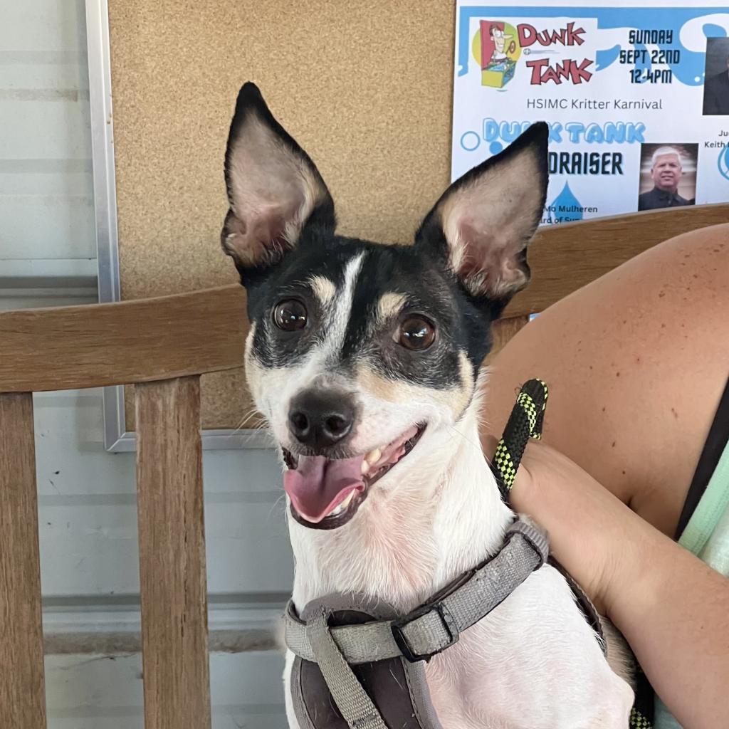 Wrangler, an adoptable Mixed Breed in Redwood Valley, CA, 95470 | Photo Image 2