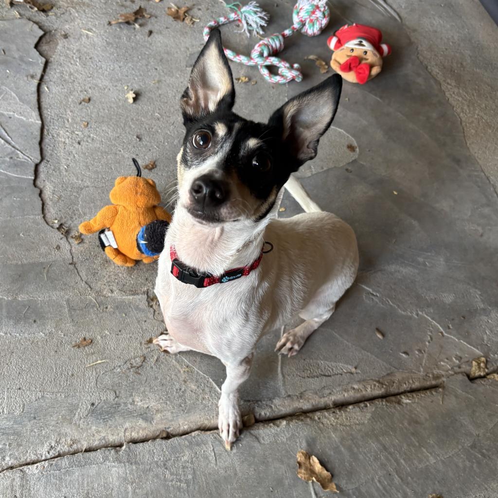 Wrangler, an adoptable Mixed Breed in Redwood Valley, CA, 95470 | Photo Image 3
