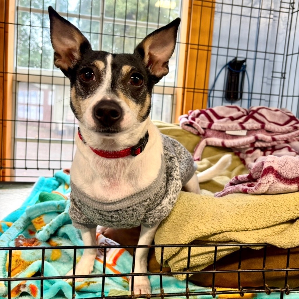 Wrangler, an adoptable Mixed Breed in Redwood Valley, CA, 95470 | Photo Image 4