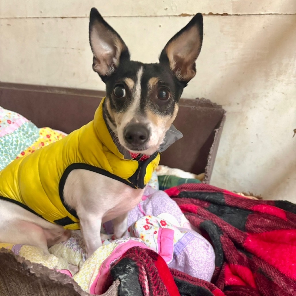 Wrangler, an adoptable Mixed Breed in Redwood Valley, CA, 95470 | Photo Image 5