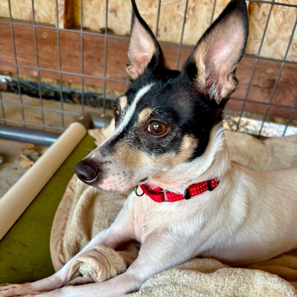 Wrangler, an adoptable Mixed Breed in Redwood Valley, CA, 95470 | Photo Image 6