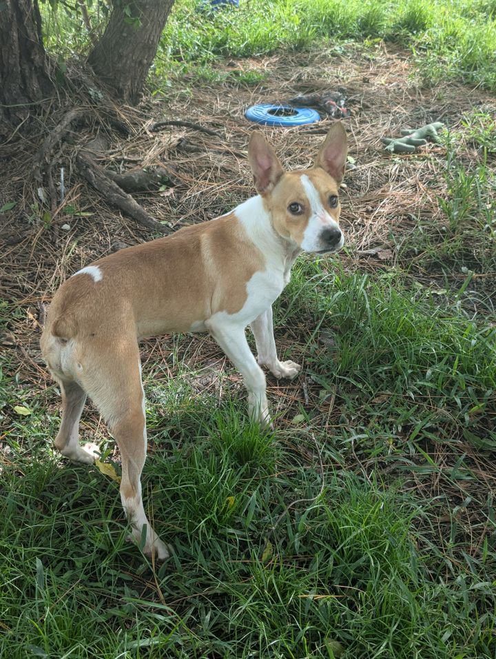 Corgi orders staffy mix