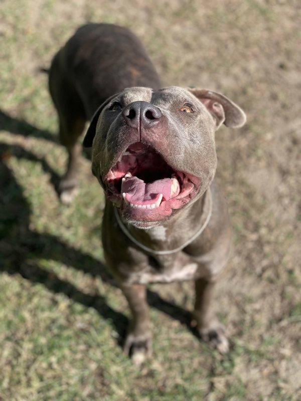 R259276 / Belle
