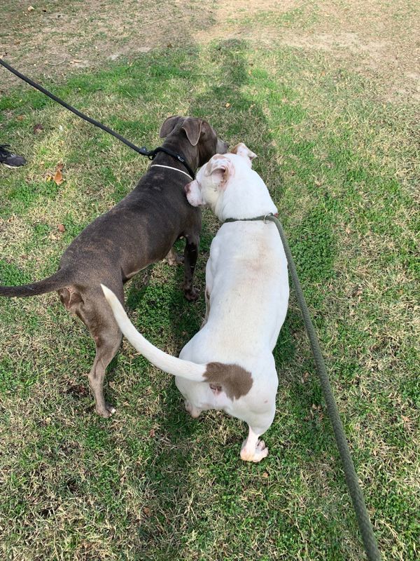 R259276 / Belle