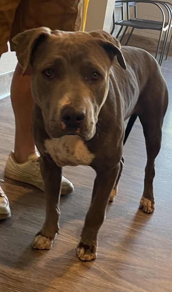 R259276 / Belle