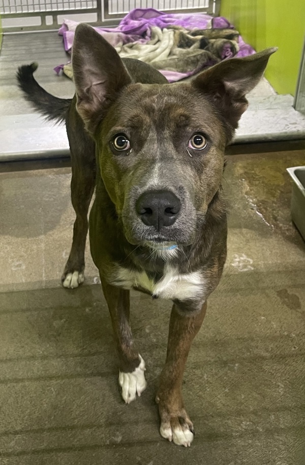R260453 / Roscoe