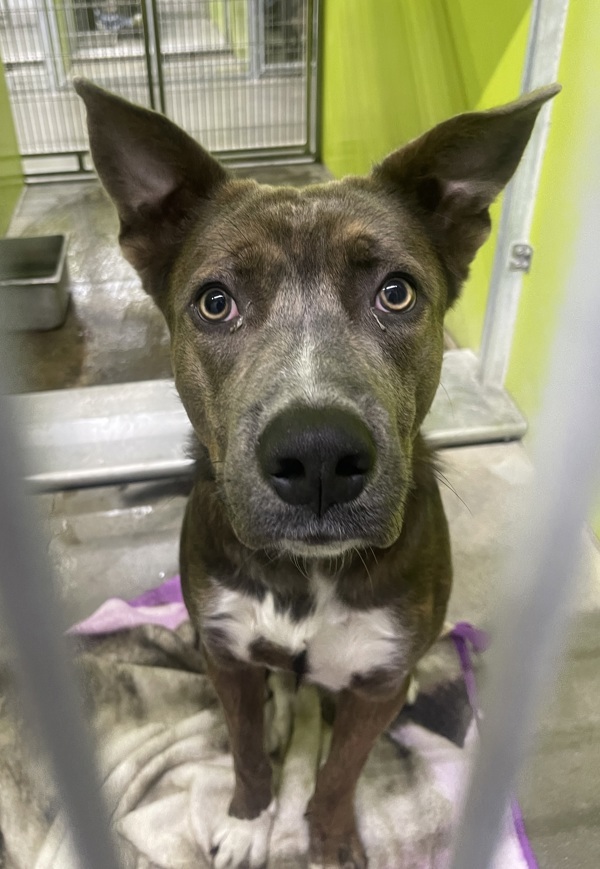 R260453 / Roscoe