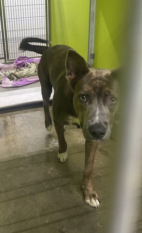 R260453 / Roscoe