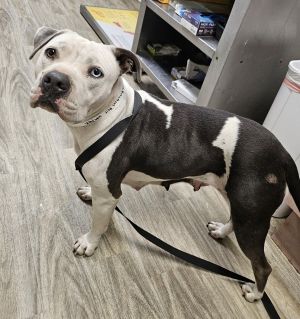 Hs258069 / Marley, Adult Female Pit Bull Terrier