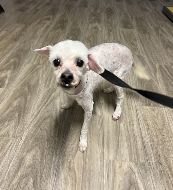 Bea1840/ Romi, an adoptable Maltese in San Jacinto, CA, 92582 | Photo Image 1