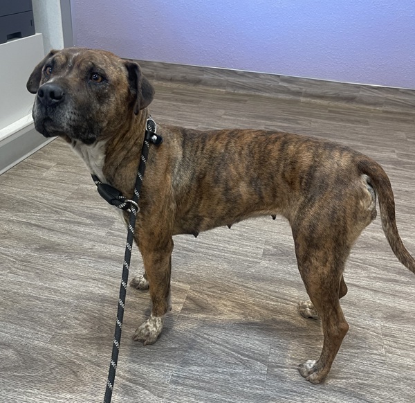 R260903/ Perrita