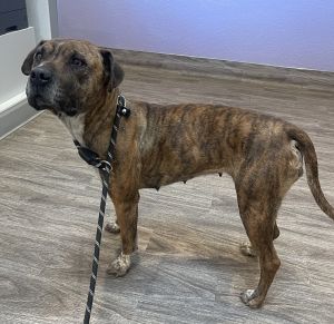R260903/ Perrita, Adult Female Pit Bull Terrier