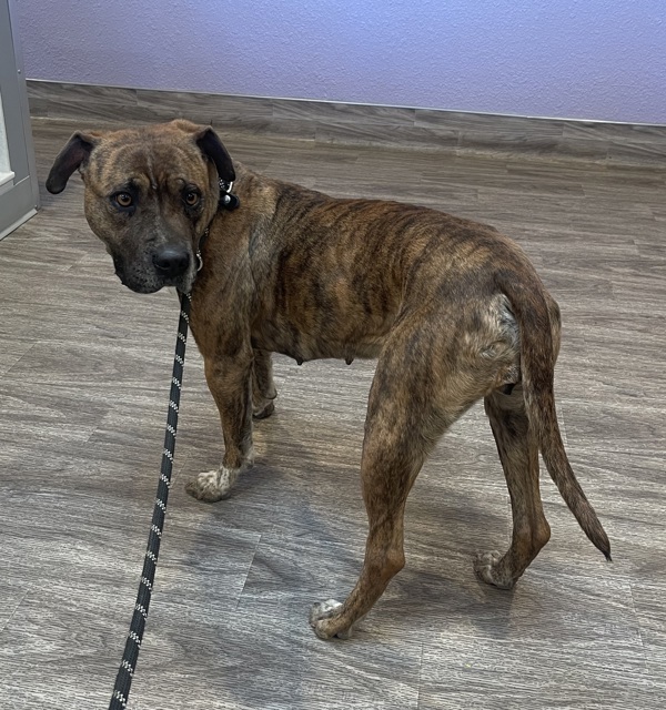 R260903/ Perrita