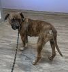 R260903/ Perrita photo 2