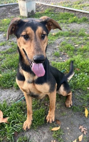 Bea1625/ Nina, Adult Female Doberman Pinscher