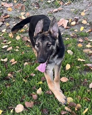 R260450/ Thelma, Young Female German Shepherd Dog