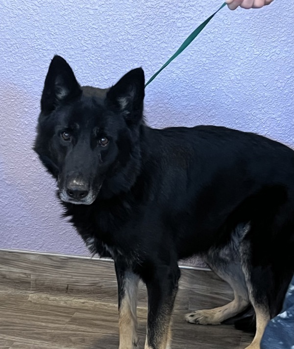 R260448/ Sirius