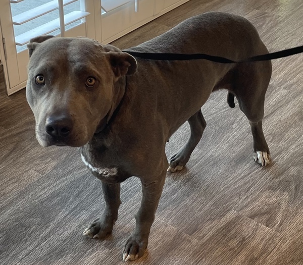 R259275 / Lady